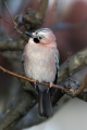 Soja_Jay_Garrulus_glandarius_Vrani_Corvidae_21.jpg