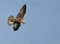 Sokol_selec_Peregrine_falcon_Falco_peregrinus_Sokoli_Falconidae_02.jpg
