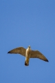 Sokol_selec_Peregrine_falcon_Falco_peregrinus_Sokoli_Falconidae_03.jpg
