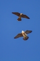 Sokol_selec_Peregrine_falcon_Falco_peregrinus_Sokoli_Falconidae_04.jpg