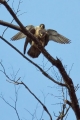 Sokol_selec_Peregrine_falcon_Falco_peregrinus_Sokoli_Falconidae_05.jpg