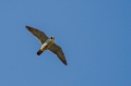 Sokol_selec_Peregrine_falcon_Falco_peregrinus_Sokoli_Falconidae_06.jpg