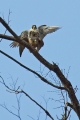 Sokol_selec_Peregrine_falcon_Falco_peregrinus_Sokoli_Falconidae_07.jpg