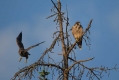 Sokol_selec_Peregrine_falcon_Falco_peregrinus_Sokoli_Falconidae_09.jpg