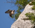 Sokol_selec_Peregrine_falcon_Falco_peregrinus_Sokoli_Falconidae_11.jpg