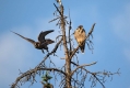 Sokol_selec_Peregrine_falcon_Falco_peregrinus_Sokoli_Falconidae_12.jpg