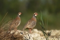 Spanska_katorna_Alectoris_rufa_Red_legged_partridge_Poljske_kure_Phasianidae_02.jpg