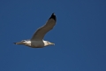 Srebrni_galeb_Herring_gull_Larus_argentatus_Galebi_Laridae_01.jpg