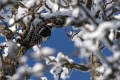 Srednji_detel_Middle_spotted_woodpecker_Dendrocopus_medius_Zolne_Picidae_04.jpg
