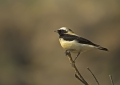 Sredozemski_kupcar_Black_eared_wheatear_Oenanthe_hispanica_Drozgi_Turdidae_01.jpg