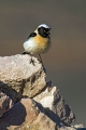 Sredozemski_kupcar_Black_eared_wheatear_Oenanthe_hispanica_Drozgi_Turdidae_02.jpg