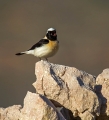 Sredozemski_kupcar_Black_eared_wheatear_Oenanthe_hispanica_Drozgi_Turdidae_03.jpg