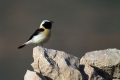 Sredozemski_kupcar_Black_eared_wheatear_Oenanthe_hispanica_Drozgi_Turdidae_04.jpg