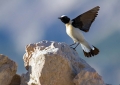 Sredozemski_kupcar_Black_eared_wheatear_Oenanthe_hispanica_Drozgi_Turdidae_05.jpg