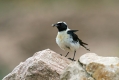 Sredozemski_kupcar_Black_eared_wheatear_Oenanthe_hispanica_Drozgi_Turdidae_06.jpg