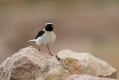Sredozemski_kupcar_Black_eared_wheatear_Oenanthe_hispanica_Drozgi_Turdidae_07.jpg