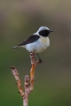 Sredozemski_kupcar_Black_eared_wheatear_Oenanthe_hispanica_Drozgi_Turdidae_09.jpg