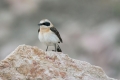 Sredozemski_kupcar_Black_eared_wheatear_Oenanthe_hispanica_Drozgi_Turdidae_10.jpg