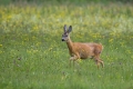 Srnjak_Roe_deer_28.jpg