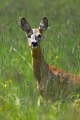Srnjak_Roe_deer_29.jpg