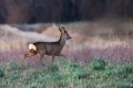 Srnjak_Roe_deer_31.jpg