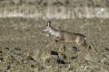 Srnjak_Roe_deer_32.jpg