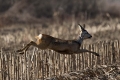 Srnjak_Roe_deer_34.jpg