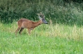 Srnjak_Roe_deer_39.jpg