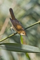 Srpicna_trsnica_Reed_warbler_Acrocephalus_scirpaceus_penice_Sylviidae_03.jpg