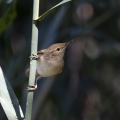 Srpicna_trsnica_Reed_warbler_Acrocephalus_scirpaceus_penice_Sylviidae_04.jpg