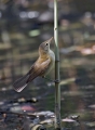 Srpicna_trsnica_Reed_warbler_Acrocephalus_scirpaceus_penice_Sylviidae_05.jpg