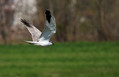 Stepski_lunj_Pallid_harrier_Circus_macrourus_Orli_Acripitridae_02.jpg