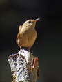 Strzek_Wren_Troglodytes_troglodytes_Strzki_Troglodytidae_09.jpg