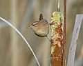 Strzek_Wren_Troglodytes_troglodytes_Strzki_Troglodytidae_11.jpg