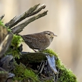 Strzek_Wren_Troglodytes_troglodytes_Strzki_Troglodytidae_12.jpg