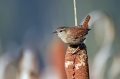 Strzek_Wren_Troglodytes_troglodytes_Strzki_Troglodytidae_13.jpg