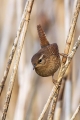 Strzek_Wren_Troglodytes_troglodytes_Strzki_Troglodytidae_15.jpg