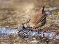 Strzek_Wren_Troglodytes_troglodytes_Strzki_Troglodytidae_17.jpg