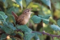 Strzek_Wren_Troglodytes_troglodytes_Strzki_Troglodytidae_20.jpg
