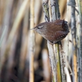 Strzek_Wren_Troglodytes_troglodytes_Strzki_Troglodytidae_21.jpg