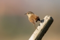 Strzek_Wren_Troglodytes_troglodytes_Strzki_Troglodytidae_25.jpg