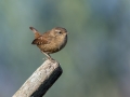 Strzek_Wren_Troglodytes_troglodytes_Strzki_Troglodytidae_28.jpg