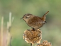 Strzek_Wren_Troglodytes_troglodytes_Strzki_Troglodytidae_29.jpg