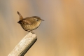 Strzek_Wren_Troglodytes_troglodytes_Strzki_Troglodytidae_30.jpg