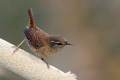 Strzek_Wren_Troglodytes_troglodytes_Strzki_Troglodytidae_36.jpg