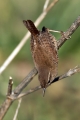 Strzek_Wren_Troglodytes_troglodytes_Strzki_Troglodytidae_38.jpg
