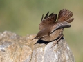 Strzek_Wren_Troglodytes_troglodytes_Strzki_Troglodytidae_39.jpg