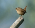 Strzek_Wren_Troglodytes_troglodytes_Strzki_Troglodytidae_40.jpg