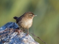 Strzek_Wren_Troglodytes_troglodytes_Strzki_Troglodytidae_42.jpg