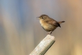Strzek_Wren_Troglodytes_troglodytes_Strzki_Troglodytidae_43.jpg